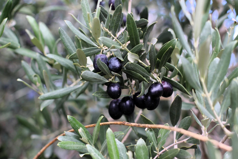 Canino Olive Tree Live Plant – Olea Europaea – Edible European Olives - Image 9