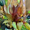 Canna Discolor Live Plant - Vibrant Outdoor Canna Lily - Image 1