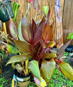 Canna Discolor Live Plant - Vibrant Outdoor Canna Lily - Image 1