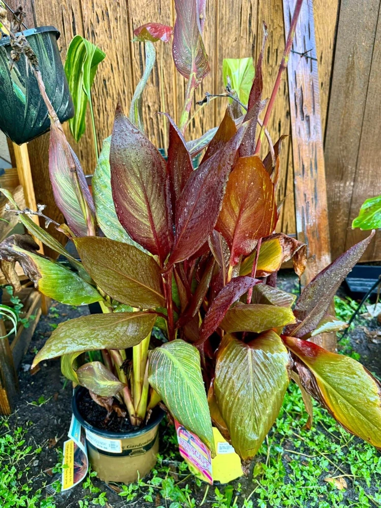 Canna Discolor Live Plant - Vibrant Outdoor Canna Lily - Image 1