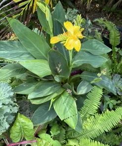 Canna Indica Live Plant – Tropical Flowering Plant – Vibrant Blooms – Outdoor - Image 2