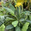 Canna Indica Live Plant – Tropical Flowering Plant – Vibrant Blooms – Outdoor - Image 1