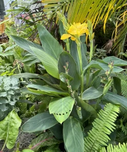 Canna Indica Live Plant – Tropical Flowering Plant – Vibrant Blooms – Outdoor - Image 1