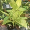 Canna Plant Live Houseplant – 3 Feet Tall in 1 Gallon Pot – Potted - Image 1
