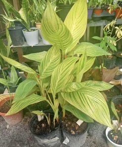 Canna Plant Live Houseplant – 3 Feet Tall in 1 Gallon Pot – Potted - Image 1