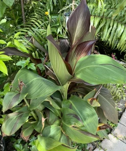 Canna Pringle Bay Live Plant - Tropical Foliage Garden Plant - Image 2