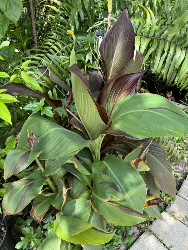 Canna Pringle Bay Live Plant - Tropical Foliage Garden Plant - Image 2