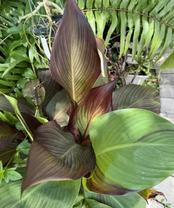 Canna Pringle Bay Live Plant - Tropical Foliage Garden Plant - Image 1