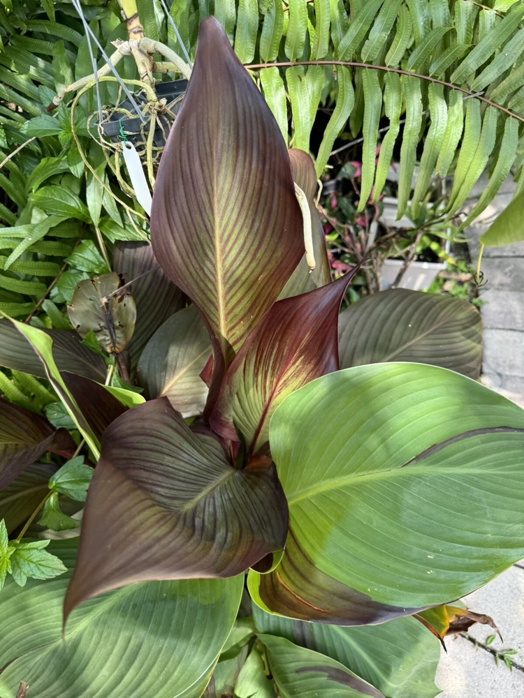 Canna Pringle Bay Live Plant - Tropical Foliage Garden Plant - Image 1