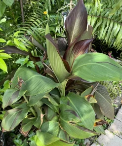 Canna 'Pringle Bay' Live Plant - Tropical Lily Rhizome for Gardens - Image 2