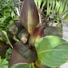 Canna 'Pringle Bay' Live Plant - Tropical Lily Rhizome for Gardens - Image 1