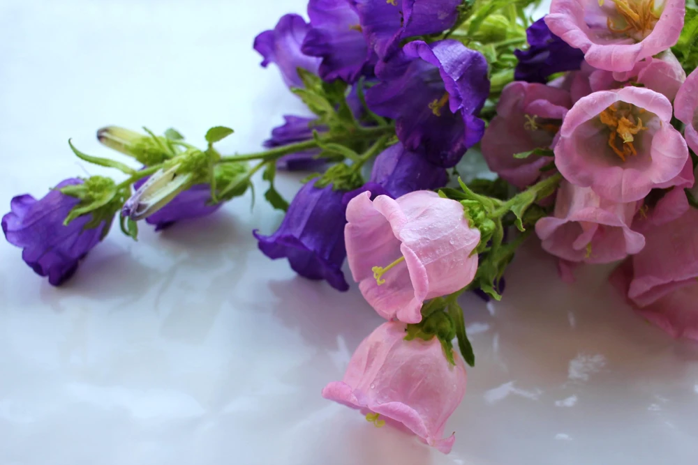 Canterbury Bells Campanula Medium Flower Seeds - 150 Mixed Colors - Image 10