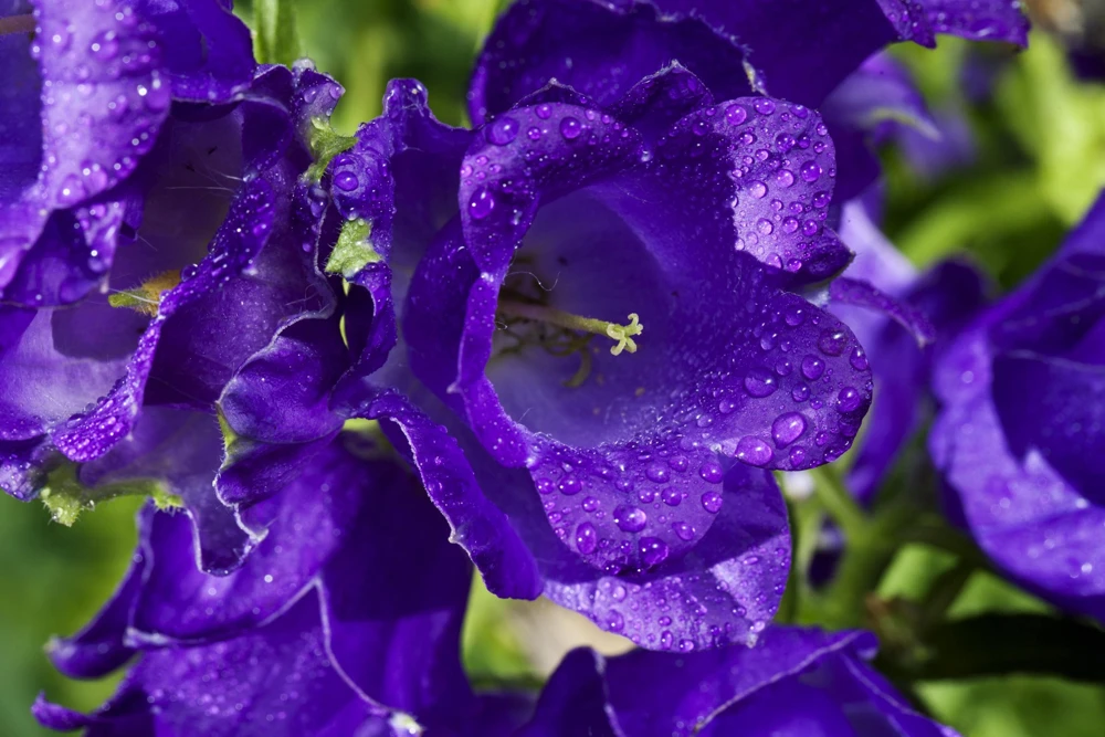 Canterbury Bells Campanula Medium Flower Seeds - 150 Mixed Colors - Image 11