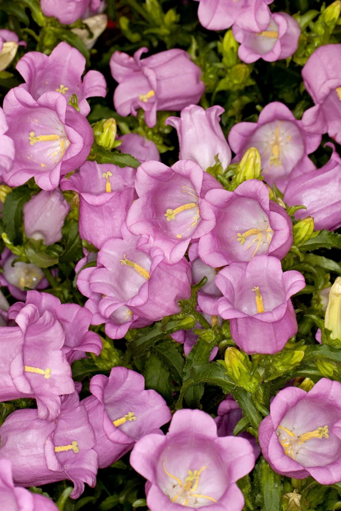 Canterbury Bells Campanula Medium Flower Seeds - 150 Mixed Colors - Image 13