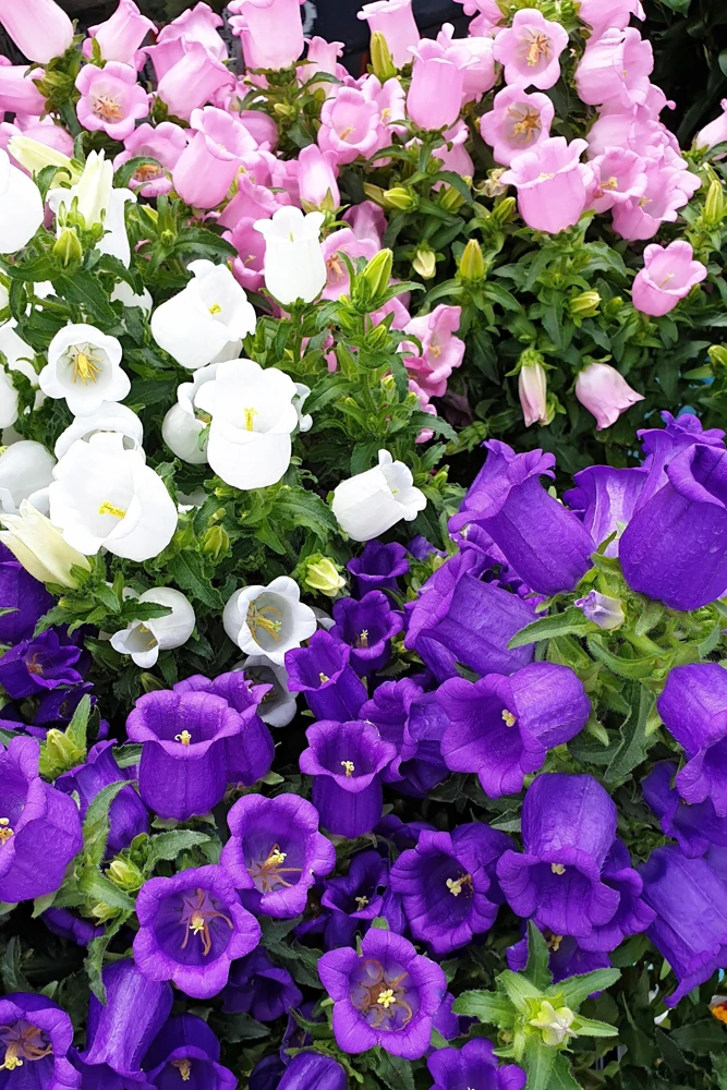 Canterbury Bells Campanula Medium Flower Seeds - 150 Mixed Colors - Image 14