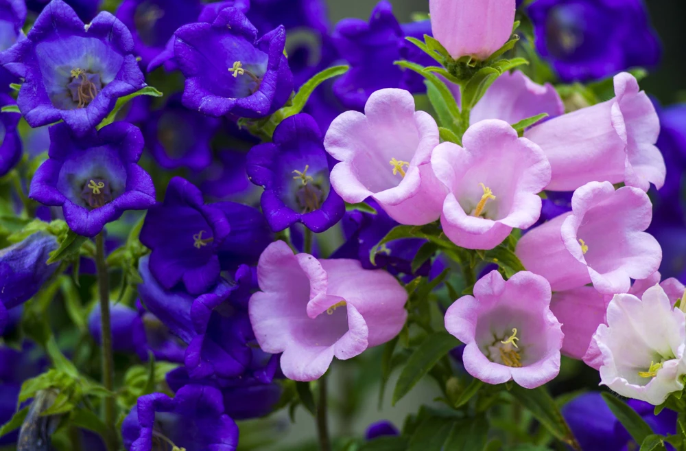 Canterbury Bells Campanula Medium Flower Seeds - 150 Mixed Colors - Image 2