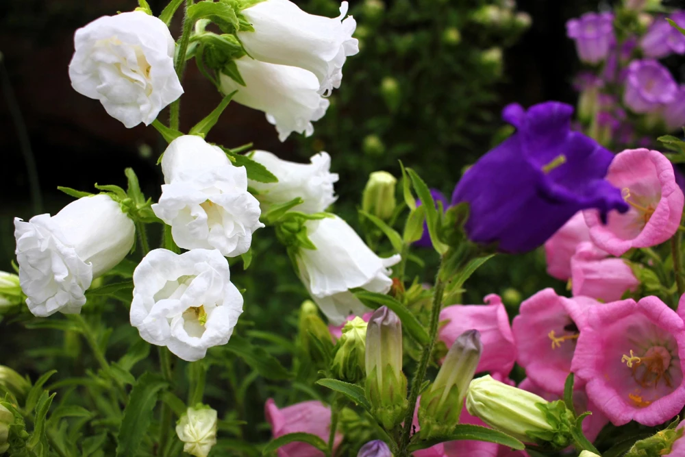 Canterbury Bells Campanula Medium Flower Seeds - 150 Mixed Colors - Image 3