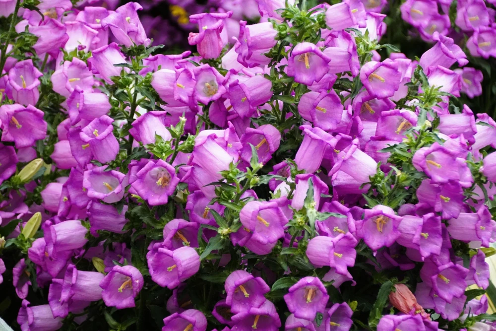 Canterbury Bells Campanula Medium Flower Seeds - 150 Mixed Colors - Image 4