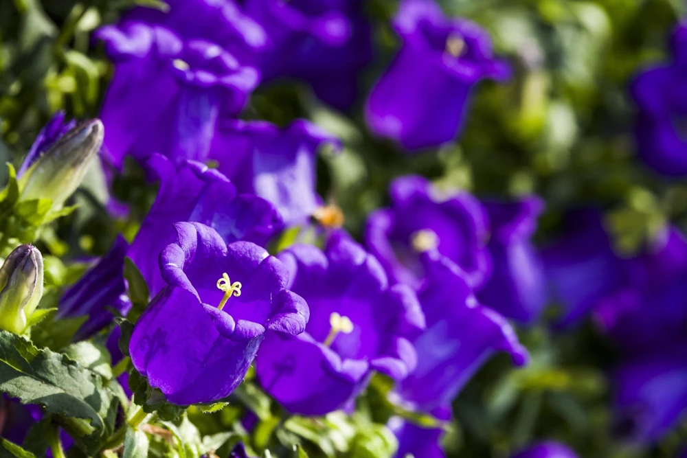 Canterbury Bells Campanula Medium Flower Seeds - 150 Mixed Colors - Image 5