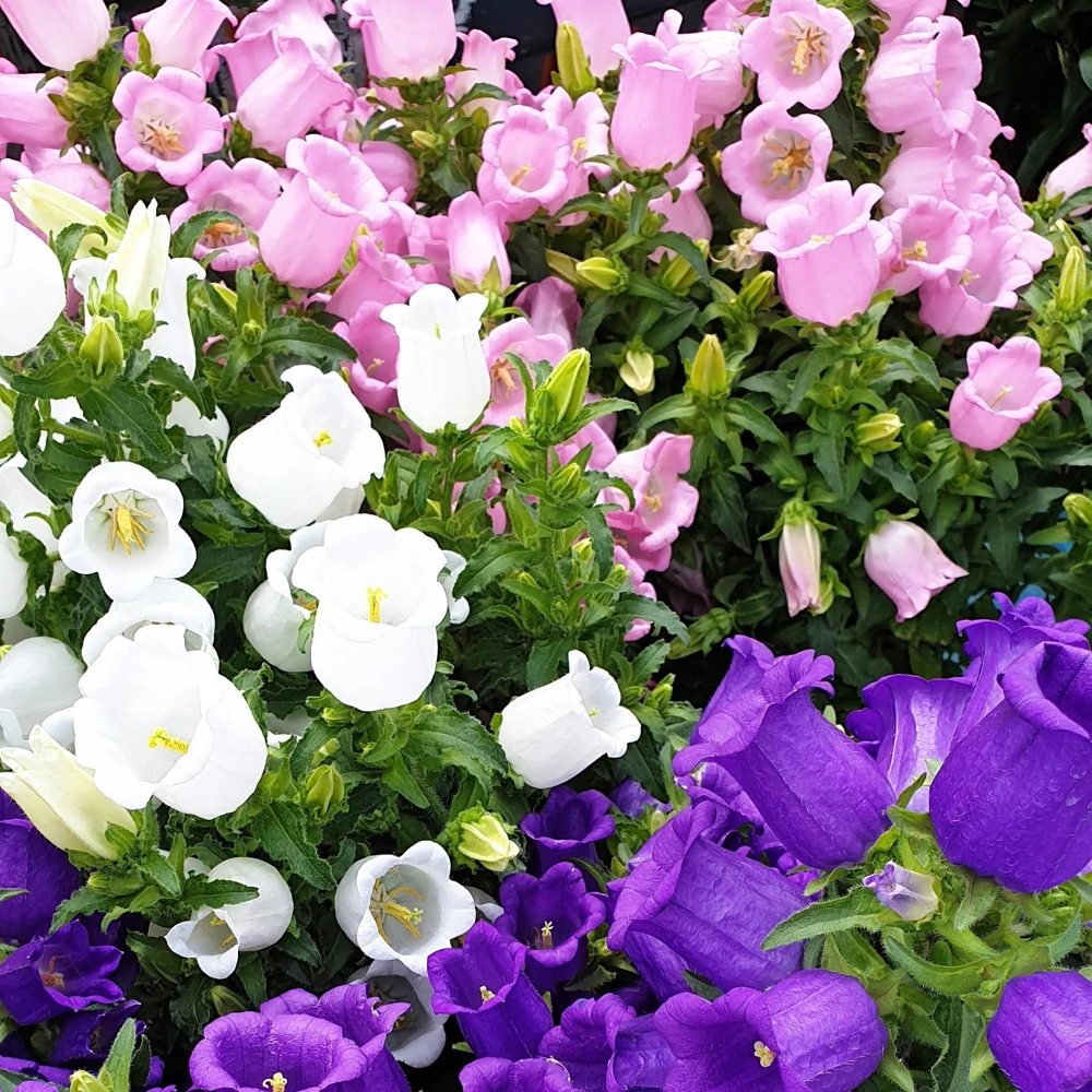 Canterbury Bells Campanula Medium Flower Seeds - 150 Mixed Colors - Image 1