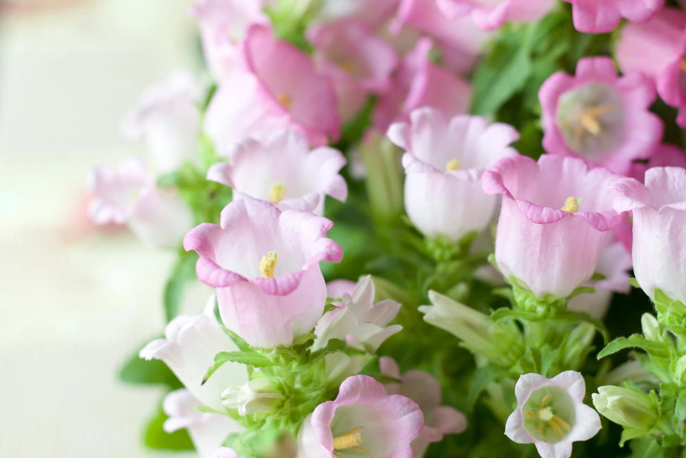 Canterbury Bells Campanula Medium Flower Seeds - 150 Mixed Colors - Image 6