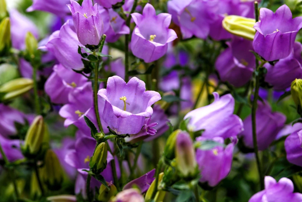 Canterbury Bells Campanula Medium Flower Seeds - 150 Mixed Colors - Image 7