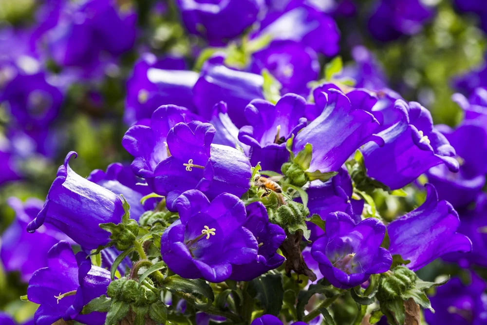 Canterbury Bells Campanula Medium Flower Seeds - 150 Mixed Colors - Image 8