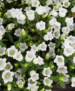 Canterbury Bells Campanula Medium Flower Seeds - 150 Mixed Colors - Image 9