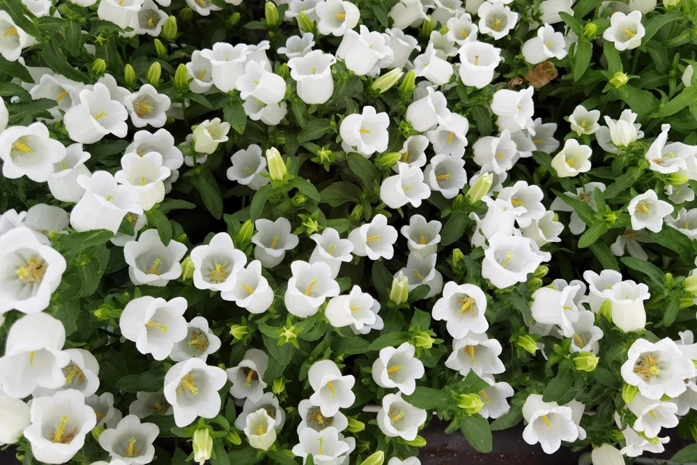 Canterbury Bells Campanula Medium Flower Seeds - 150 Mixed Colors - Image 9