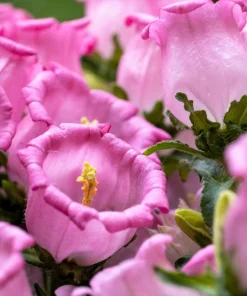 Canterbury Bells Crown Mix Flower Seeds - 100 Count - White, Pink, Blue - Image 10
