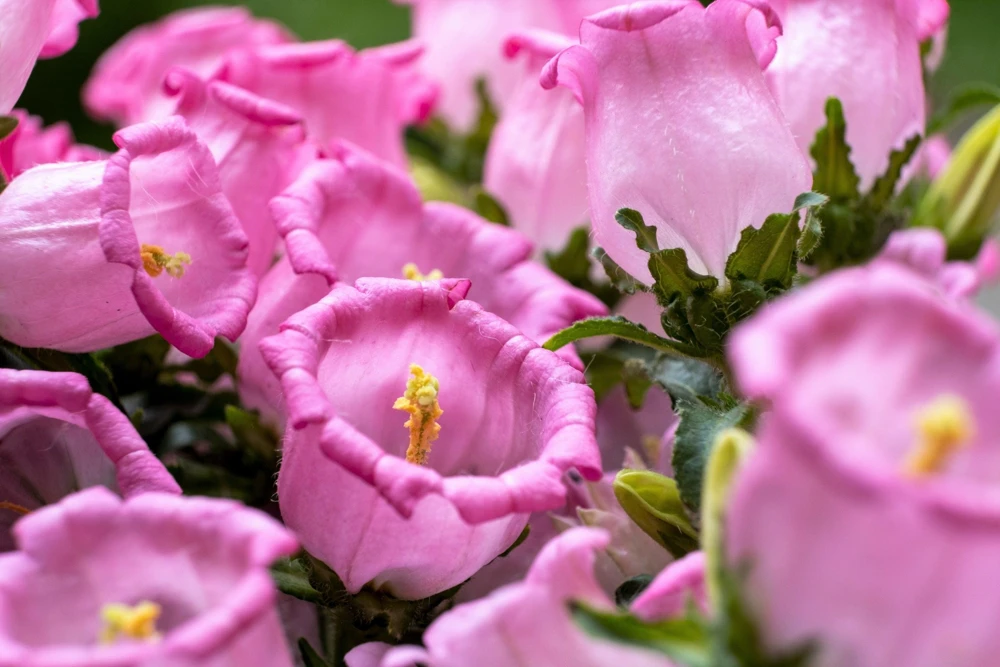 Canterbury Bells Crown Mix Flower Seeds - 100 Count - White, Pink, Blue - Image 10