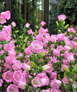 Canterbury Bells Crown Mix Flower Seeds - 100 Count - White, Pink, Blue - Image 11