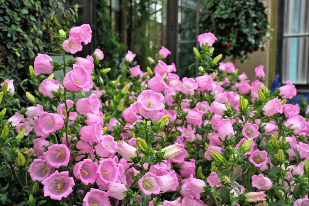 Canterbury Bells Crown Mix Flower Seeds - 100 Count - White, Pink, Blue - Image 11