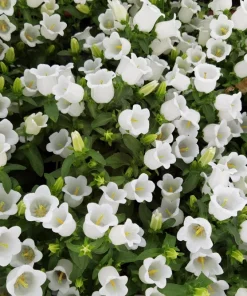 Canterbury Bells Crown Mix Flower Seeds - 100 Count - White, Pink, Blue - Image 12