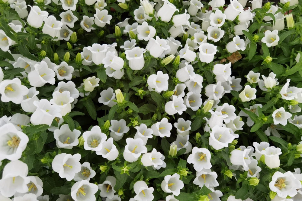 Canterbury Bells Crown Mix Flower Seeds - 100 Count - White, Pink, Blue - Image 12