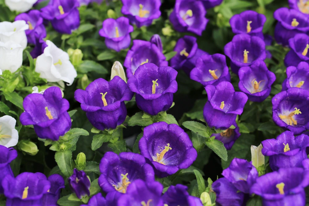 Canterbury Bells Crown Mix Flower Seeds - 100 Count - White, Pink, Blue - Image 13