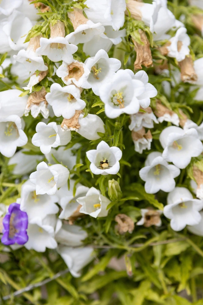 Canterbury Bells Crown Mix Flower Seeds - 100 Count - White, Pink, Blue - Image 14