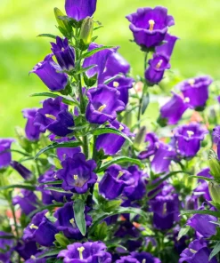Canterbury Bells Crown Mix Flower Seeds - 100 Count - White, Pink, Blue - Image 15