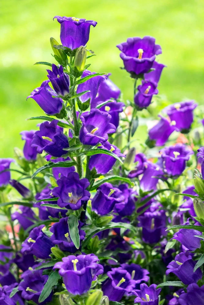 Canterbury Bells Crown Mix Flower Seeds - 100 Count - White, Pink, Blue - Image 15