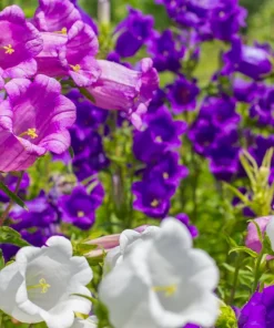 Canterbury Bells Crown Mix Flower Seeds - 100 Count - White, Pink, Blue - Image 2