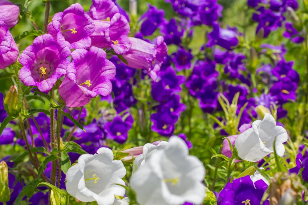 Canterbury Bells Crown Mix Flower Seeds - 100 Count - White, Pink, Blue - Image 2