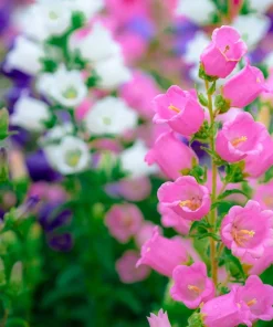 Canterbury Bells Crown Mix Flower Seeds - 100 Count - White, Pink, Blue - Image 3
