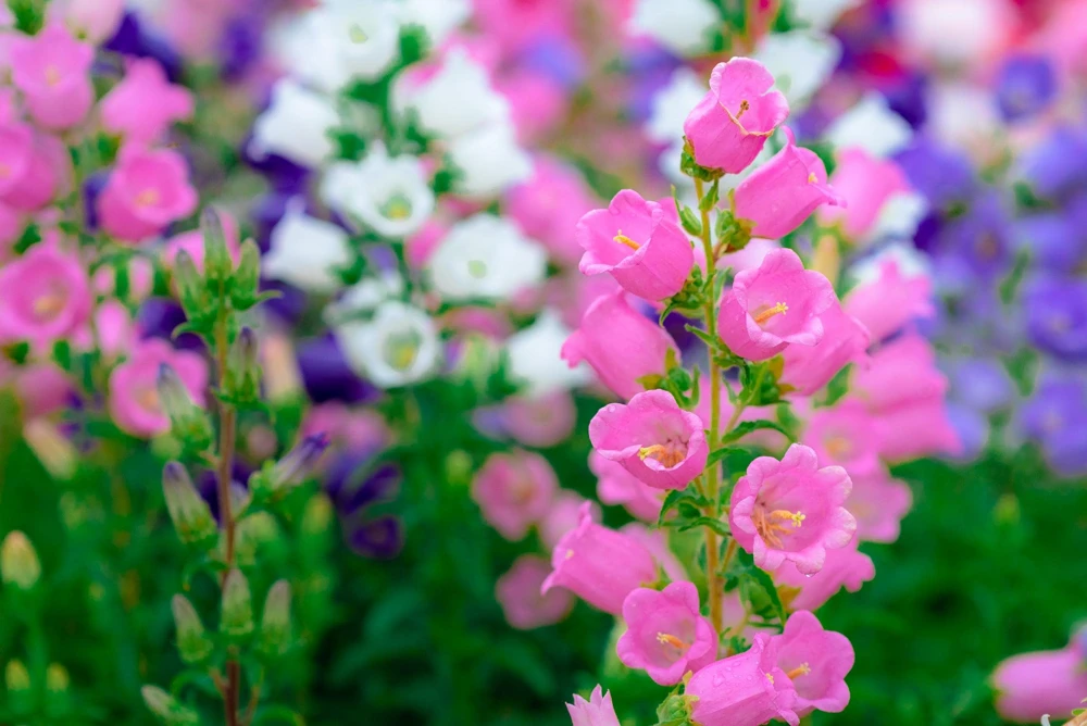 Canterbury Bells Crown Mix Flower Seeds - 100 Count - White, Pink, Blue - Image 3