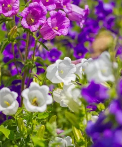 Canterbury Bells Crown Mix Flower Seeds - 100 Count - White, Pink, Blue - Image 4