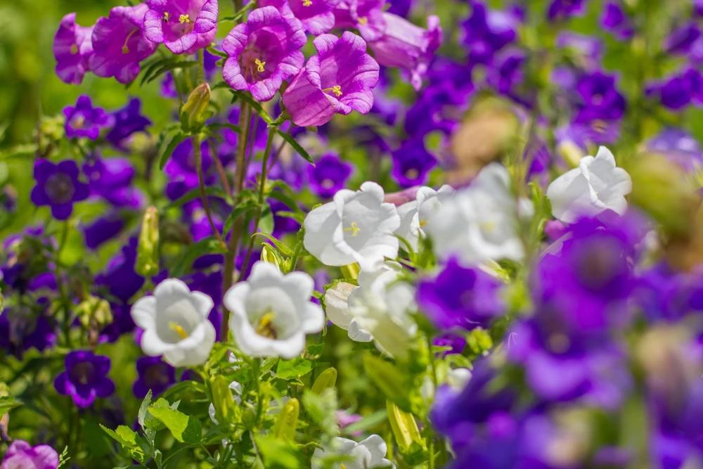 Canterbury Bells Crown Mix Flower Seeds - 100 Count - White, Pink, Blue - Image 4