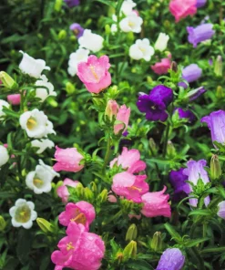 Canterbury Bells Crown Mix Flower Seeds - 100 Count - White, Pink, Blue - Image 6