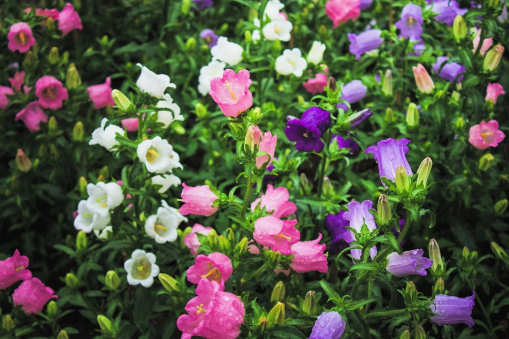 Canterbury Bells Crown Mix Flower Seeds - 100 Count - White, Pink, Blue - Image 6