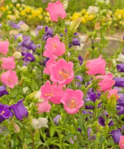 Canterbury Bells Crown Mix Flower Seeds - 100 Count - White, Pink, Blue - Image 7