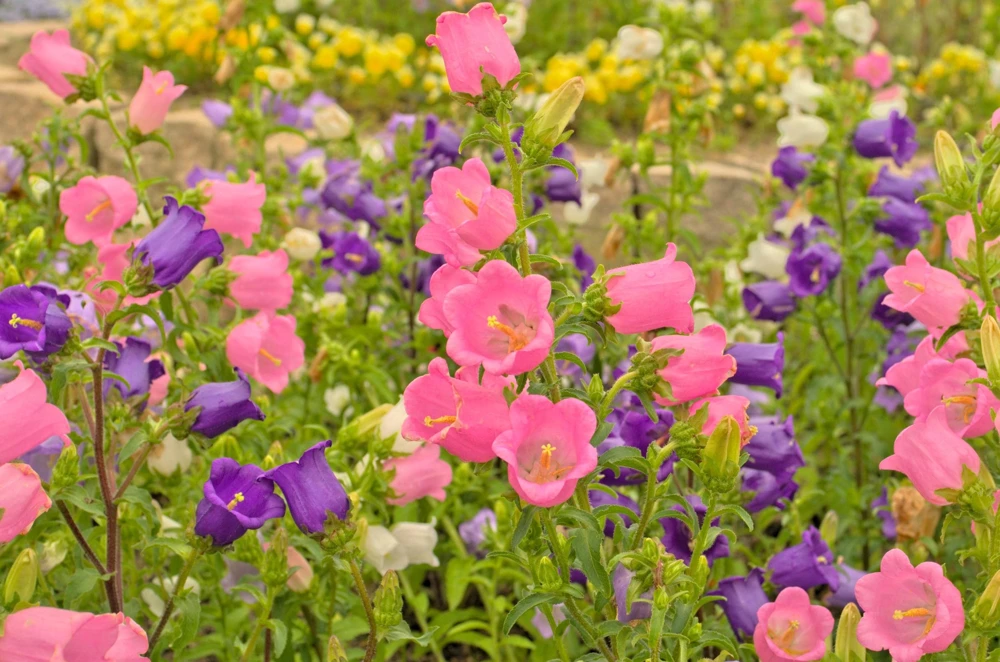 Canterbury Bells Crown Mix Flower Seeds - 100 Count - White, Pink, Blue - Image 7