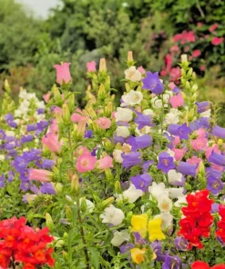 Canterbury Bells Crown Mix Flower Seeds - 100 Count - White, Pink, Blue - Image 8